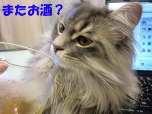あおは、飲めませんよぉ~