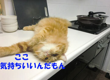 コンロもべろべろするんだもん