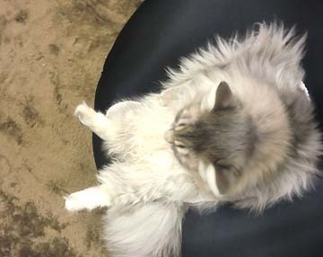 これ、猫なんですよ^^;