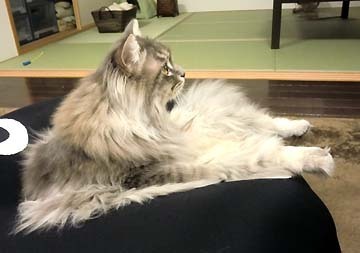 ほんとにテレビっ子。現代猫??