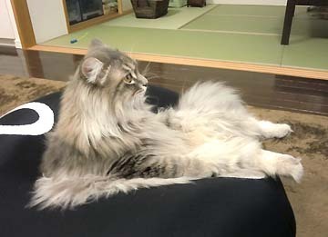 真剣に見てます