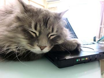 PCを枕にするのが好き