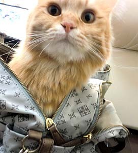 お留守番していてね