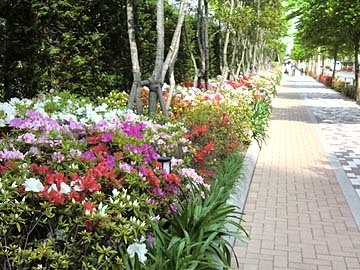 咲き始めました~~~