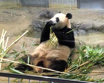 一生懸命食べてます