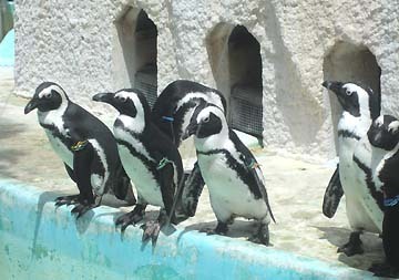 あれ、何ペンギンだったか忘れた(笑)