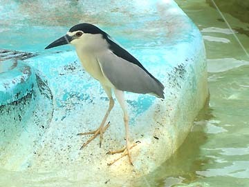 見たことのない鳥です~
