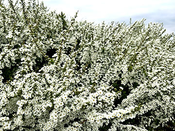 IMG_3938.jpeg