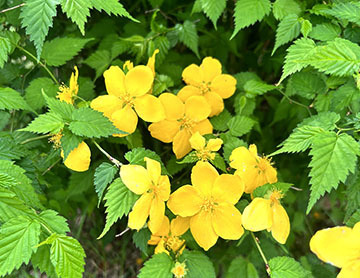 IMG_5089.jpeg