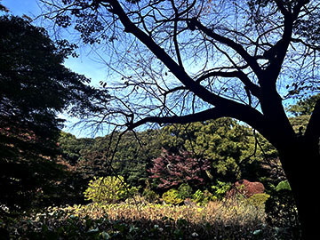 IMG_0961.jpeg
