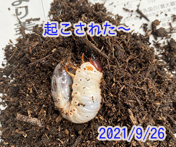 IMG_1783.JPG