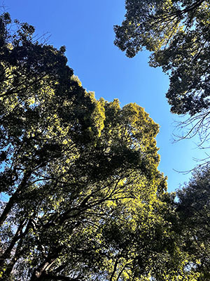 IMG_3099.jpeg