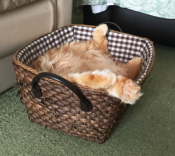 すごいでしょ