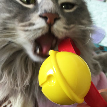 あがー!