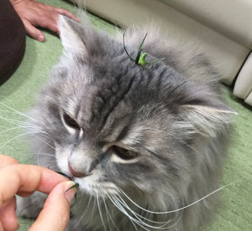 おいしくなさそう