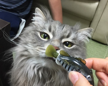 どんなもんかな?