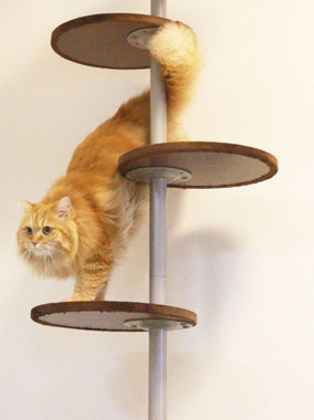 キャットポール