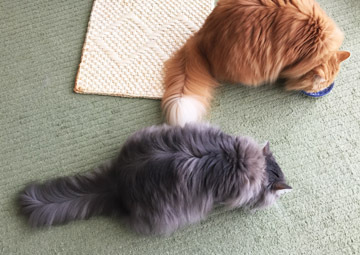 ごちそうさま