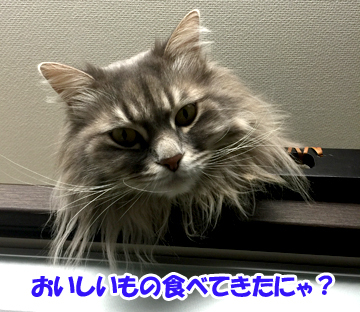 ただいまー