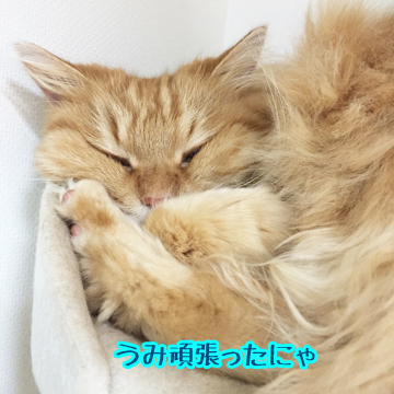 寝てます