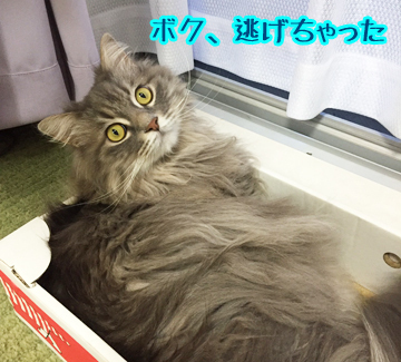 あお