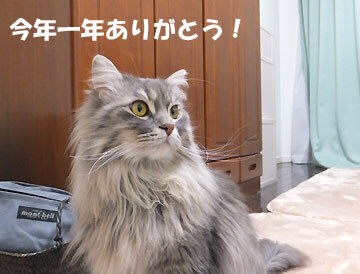 あおくんからのご挨拶