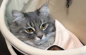 表情が可愛いです