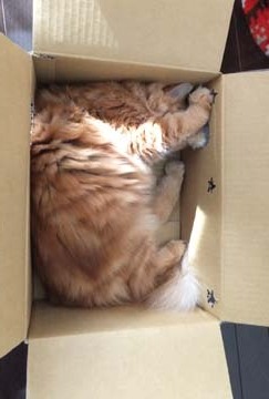 むちむちな感じです