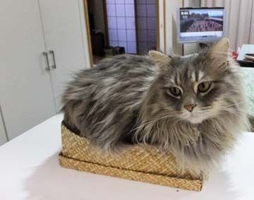 良いバランスなのです