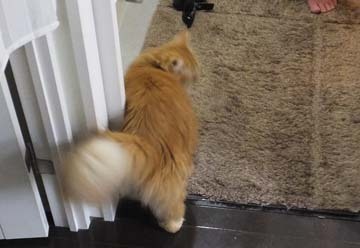 大喜びです