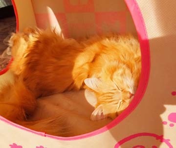 気持ちよさそうです