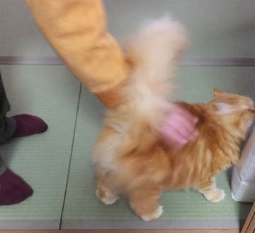 ご機嫌ぽんぽん丸!