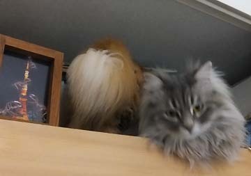わくわく2にゃん