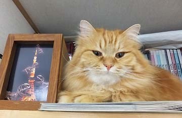 私まだここにいるの