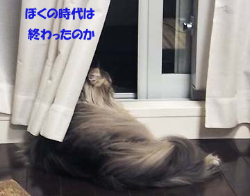 寂しそうな背中です