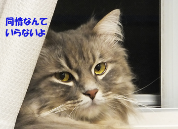 あやや、表情も寂しそうだ^^;