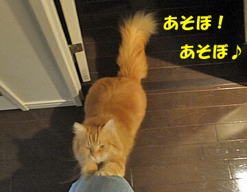 爪研ぎ攻撃から始まります~