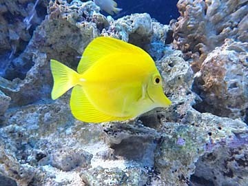おちょぼぐち