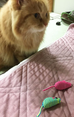 このあとすぐ寝た
