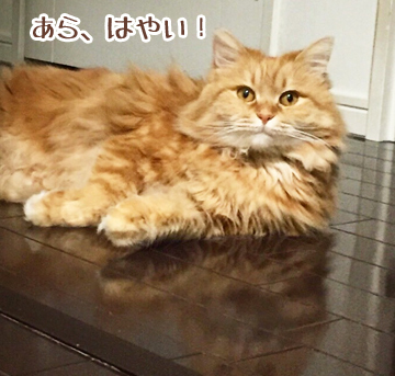 てくてく