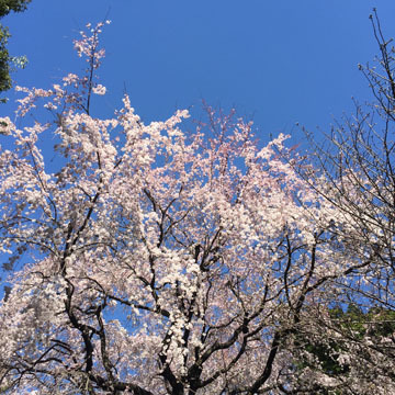 桜〜