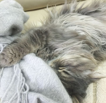 かわいいでしょ