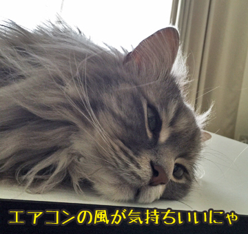 あおくん