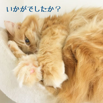 うみはまた今度ね