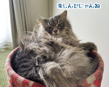 あおも観たかった?