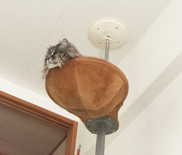あなたは何に見えますか?