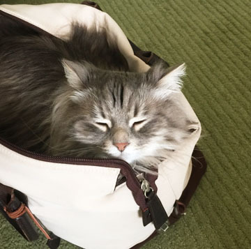 すぴぃぃぃ