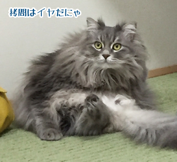そりゃそうよね