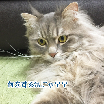 あお、みててね