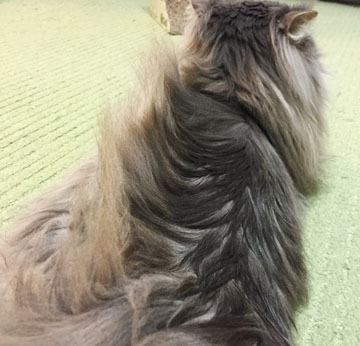 あお恐竜がうまれたぞー